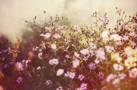 Flowers summer meadow, tinted photoの写真素材