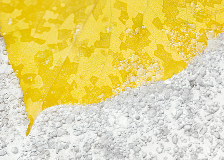 Ice and autumn leaf, close up photoの写真素材