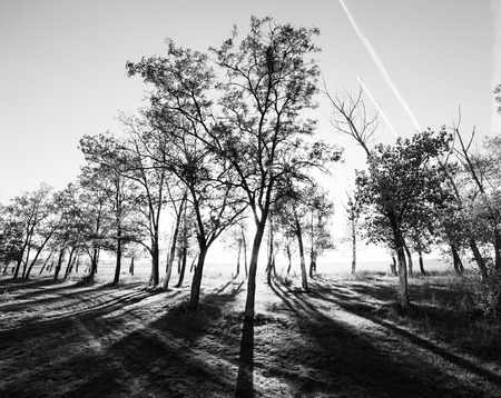 Lights of the morning forest, black and white photoの写真素材