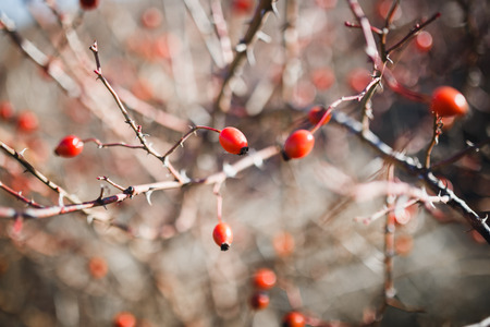 Healing autumnal dog-rose red fruits