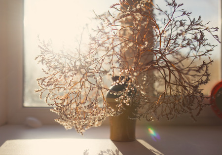 Dried flowers in a vase on a window, tinted photoの写真素材
