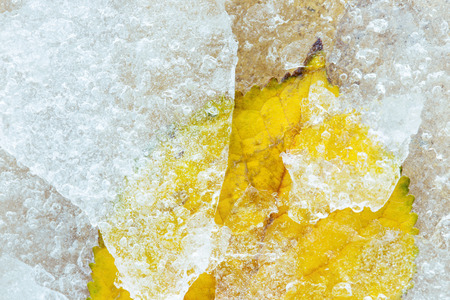 Frozen leaf close up photoの写真素材