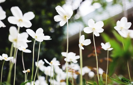 White flowers of the snowdrop anemone sylvestris, close up, retro tinted.の写真素材