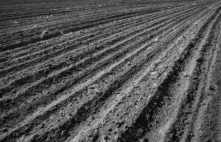 Black and white photo of cultivated field.