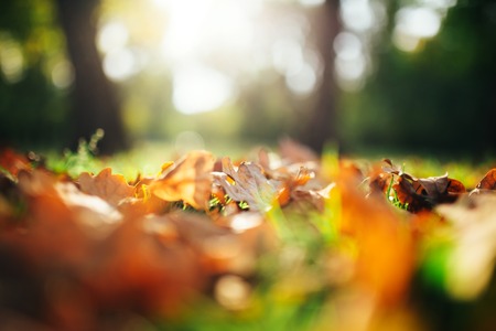Forest in autumn with leaves fallen on the ground.の写真素材