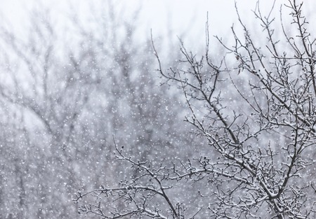 Winter View of trees covered with snowの写真素材