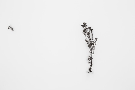 Frozen plants in winter with the hoar-frostの写真素材