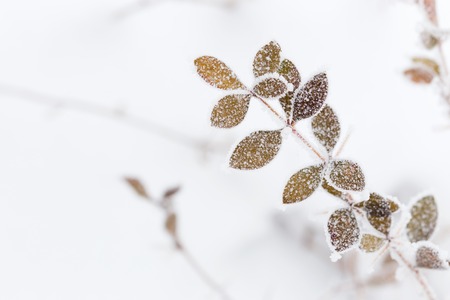 Frozen plants in winter with the hoar-frostの写真素材