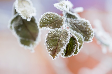 Frozen plants in winter with the hoar-frostの写真素材