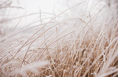 Frozen plants in winter with the hoar-frostの写真素材