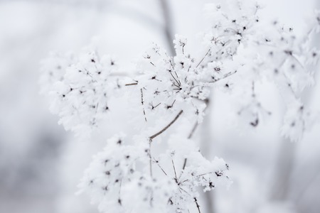 Frozen plants in winter with the hoar-frostの写真素材