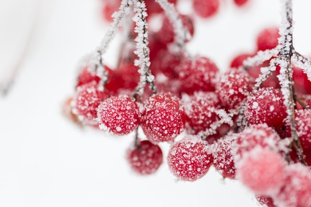 Winter frozen viburnum close up photo.の写真素材