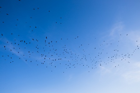Flock of birds flying in the blue sky.