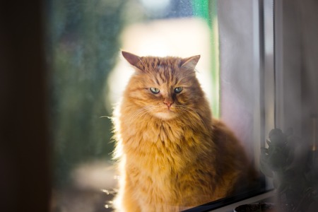 Ginger cat in morning lightの写真素材