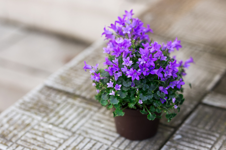 Small purple campanula flowers planted in brown pot on stone stairsの写真素材