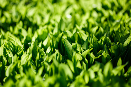 Fresh green spring grass, morning light.