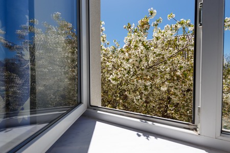 Blossom tree at sunny day. Blue sky on backgroundの写真素材