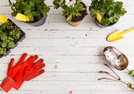 Gardening tools and flower on wooden background.の写真素材