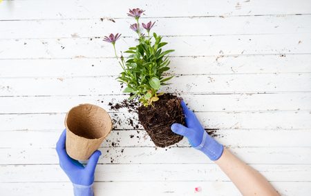Gardener planting flowers, close up photoの写真素材