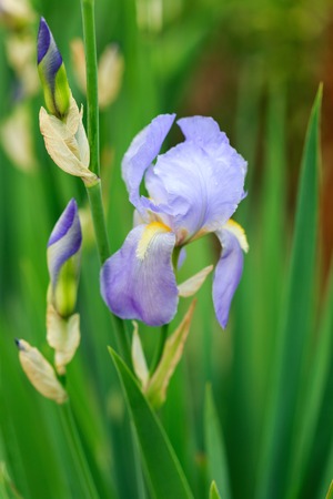 Close up photo of Iris flower in the garden.の写真素材