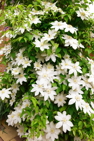 Close up photo of white clematis flowers in a garden.の写真素材