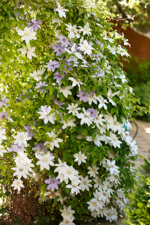 Close up photo of white clematis flowers in a garden.の写真素材