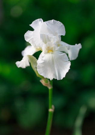 White iris flower close up photo