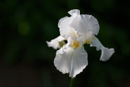 White iris flower close up photo, small dofの写真素材