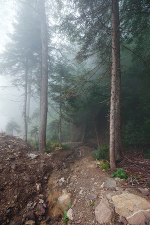 Deep fog in pine-tree forestの写真素材