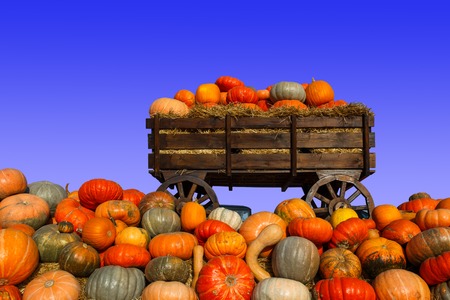 Colorful pumpkins collection on outdoor autumn market.