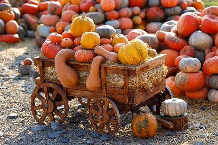 Colorful pumpkins collection on outdoor autumn market.の写真素材