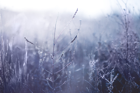 Early frosts. Macro photo of plants covered by ice crystals at cold autumn morning.の写真素材