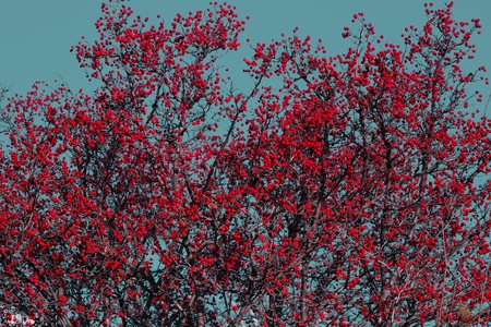 Beautiful hawthorn tree with red berries against sky that tinted in green.の写真素材