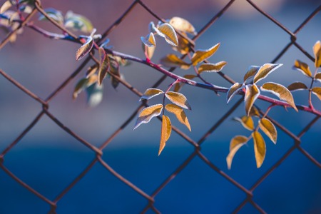 Early frosts. Macro photo of plants covered by ice crystals at cold autumn morning.の写真素材