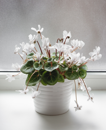 White pot with cyclamen flowers standing on window sill. Close up shotの写真素材
