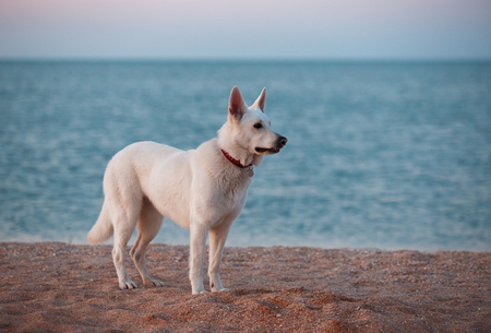 White siberian husky on the beach at summer sunsetの写真素材