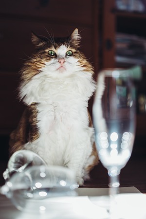 Portrait of a Norwegian Forest Cat in the sunlight.の写真素材