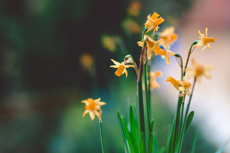 Beautiful Yellow daffodil flowers in pot on the windowsillの写真素材