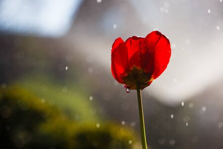 Red tulip in drops of water from an irrigation plant in a home garden