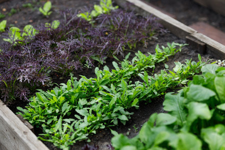 Wooden  garden bed with a variety of mixed leafy greens including arugula, salad, radish, showcasing fresh organic vegetablesの写真素材