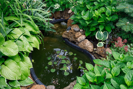 Garden pond with water lily surrounded by lush greenery and decorative rocks, including hydrangea, astilbe, hostaの写真素材