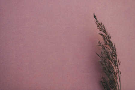 dry branch on a colored backgroundの写真素材