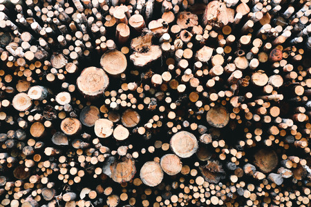 wall of felled treesの写真素材