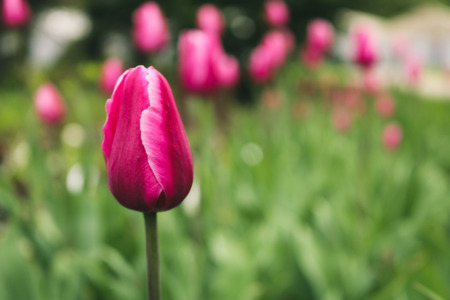 spring colorful tulips on green grass backgroundの写真素材