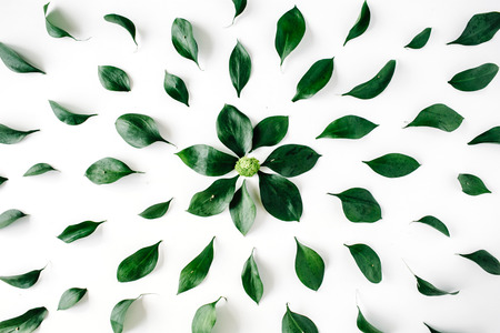 green leaves pattern on white background. flat lay.の写真素材