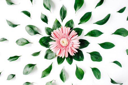 Pink gerbera daisy pattern on white background. Flat layの写真素材