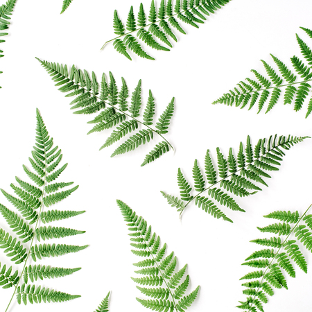fern branches pattern isolated on white background. flat lay, top viewの写真素材