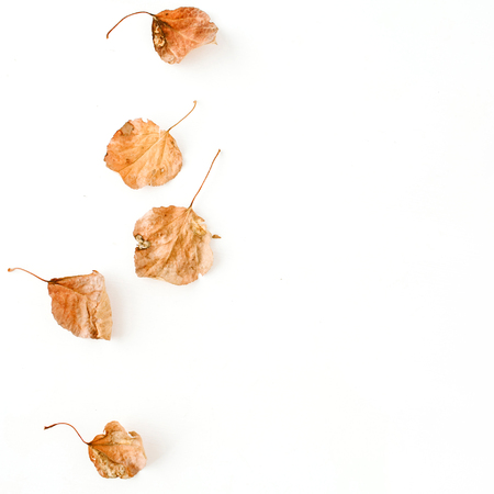 autumn fall leaves. flat lay, top viewの写真素材