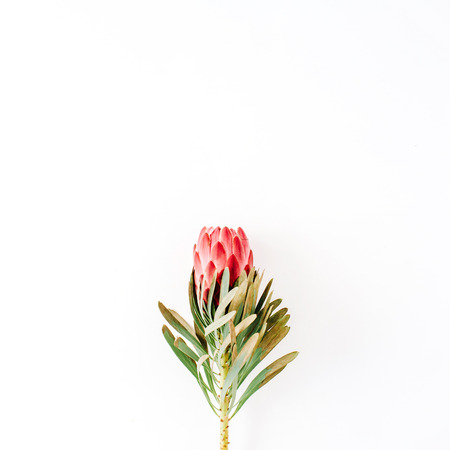 beautiful proteus flower isolated on white background. flat lay, top viewの写真素材