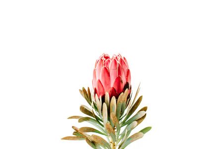 beautiful proteus flower isolated on white background. flat lay, top viewの写真素材